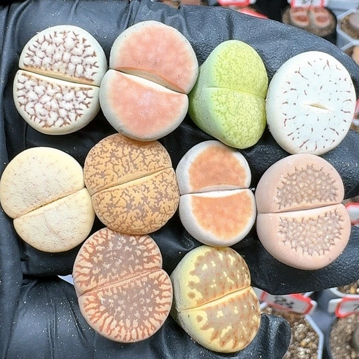 生石花11114444   70