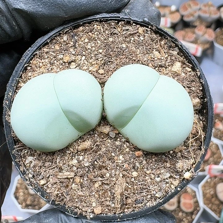 生石花114554。  107