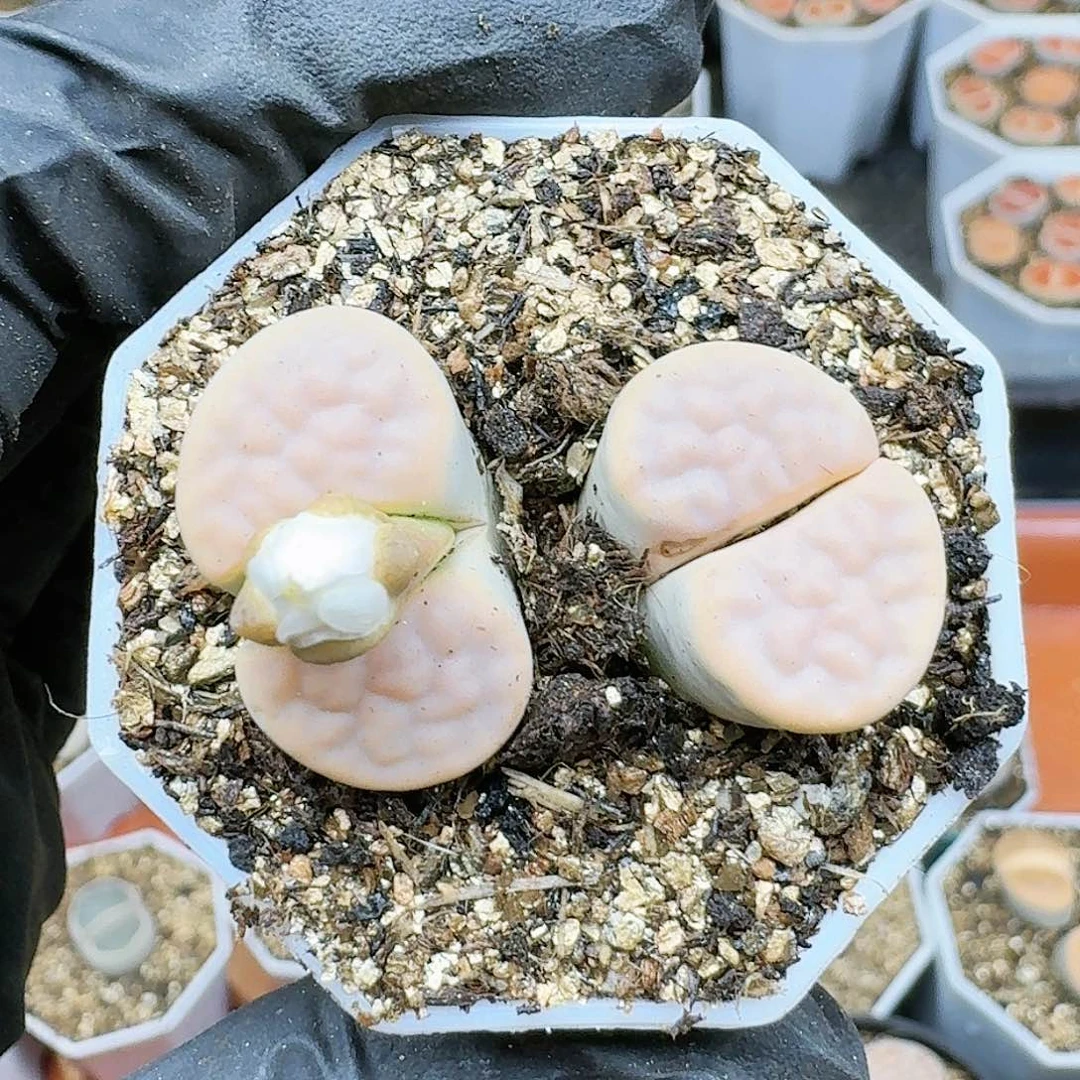 生石花233:：/。  626