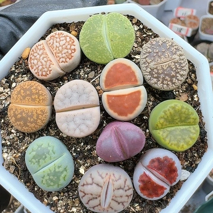 生石花11144   237