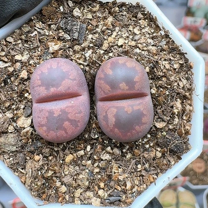生石花125555。 179
