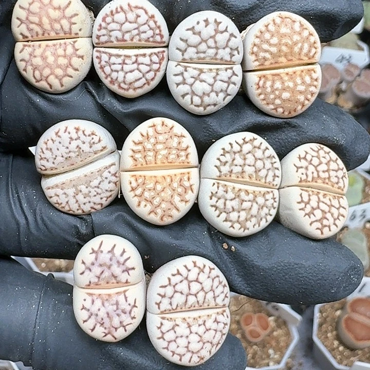 生石花1111441   378