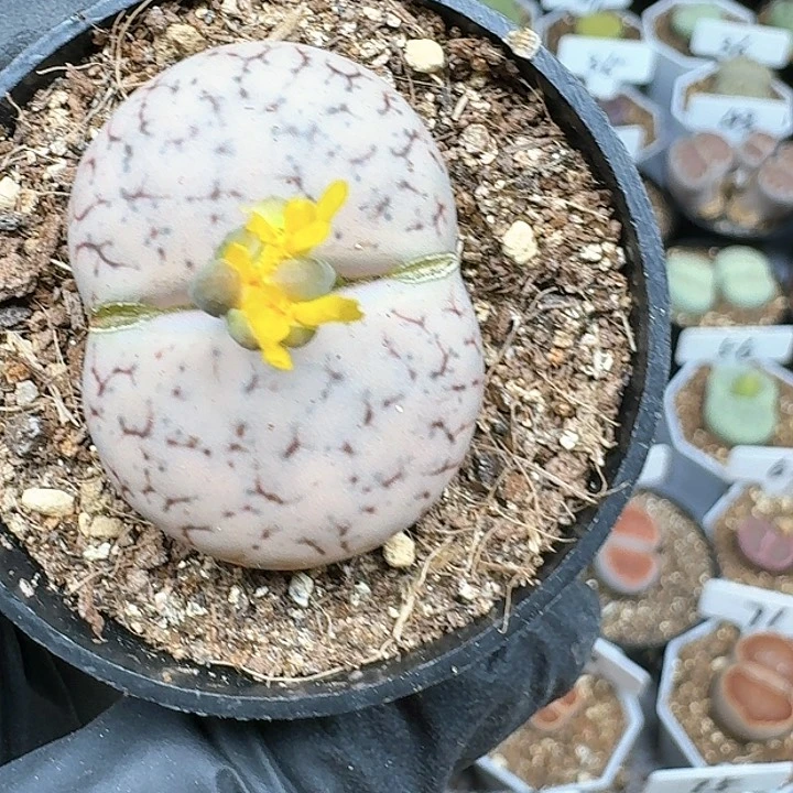 生石花1111144    355