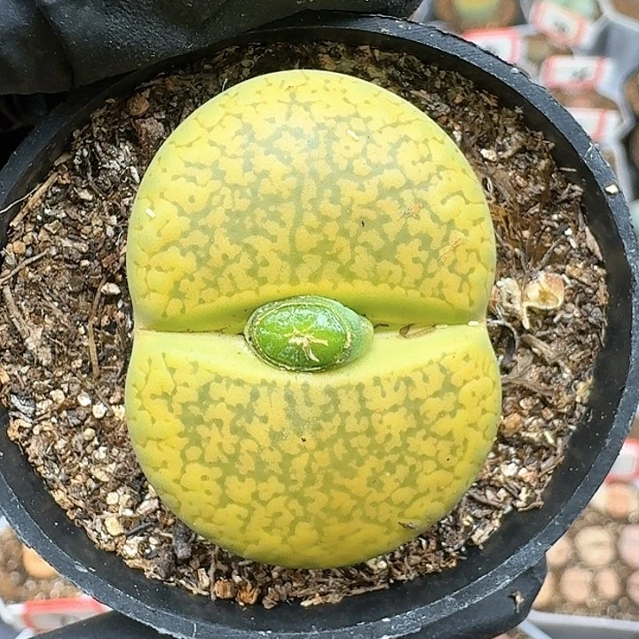 生石花11111111。     221