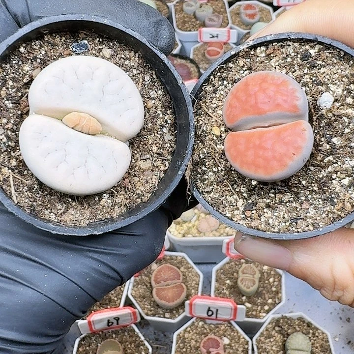 生石花11111111   211