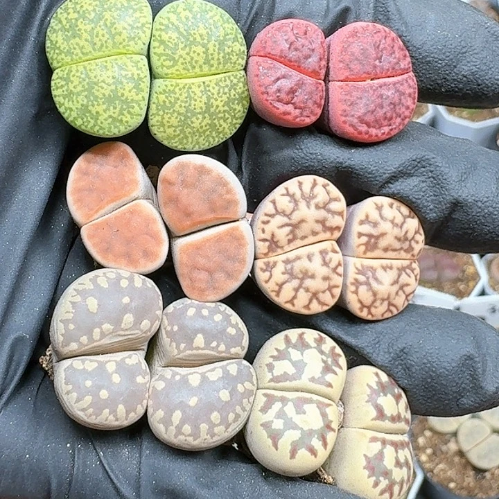 生石花111111   118