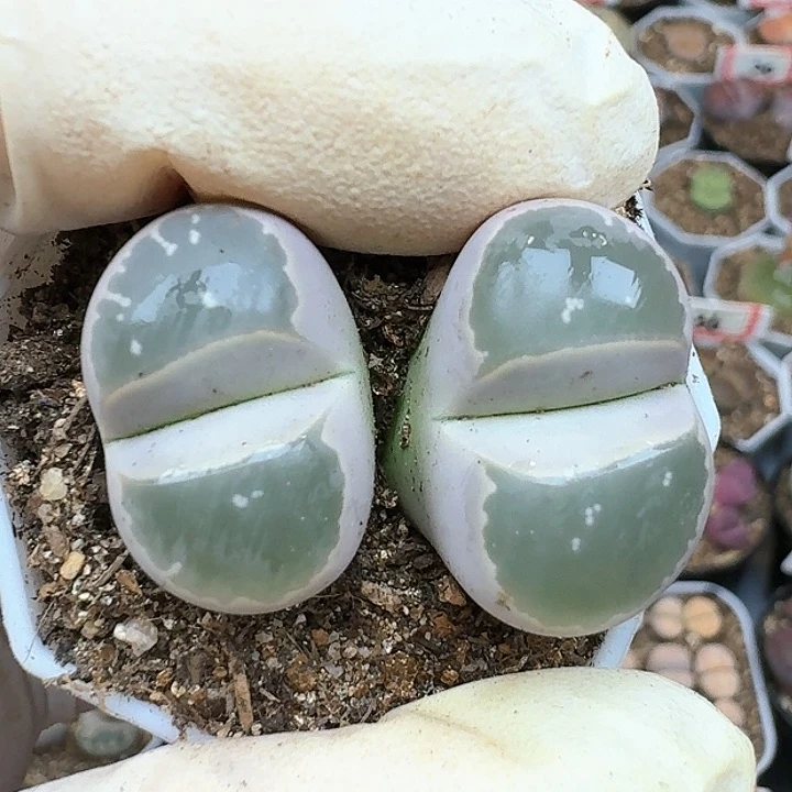 生石花112555。 88