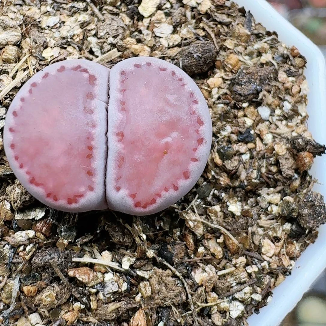生石花122555。  23