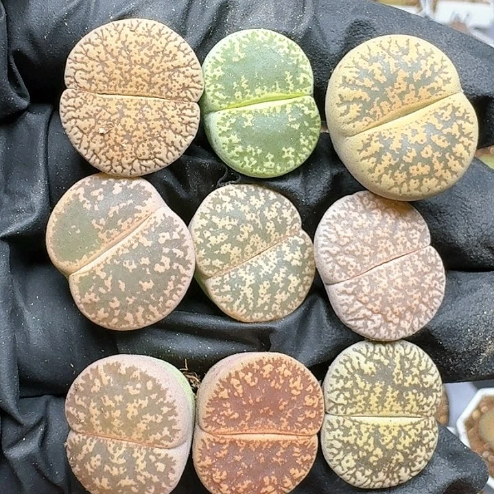 生石花1111111   28