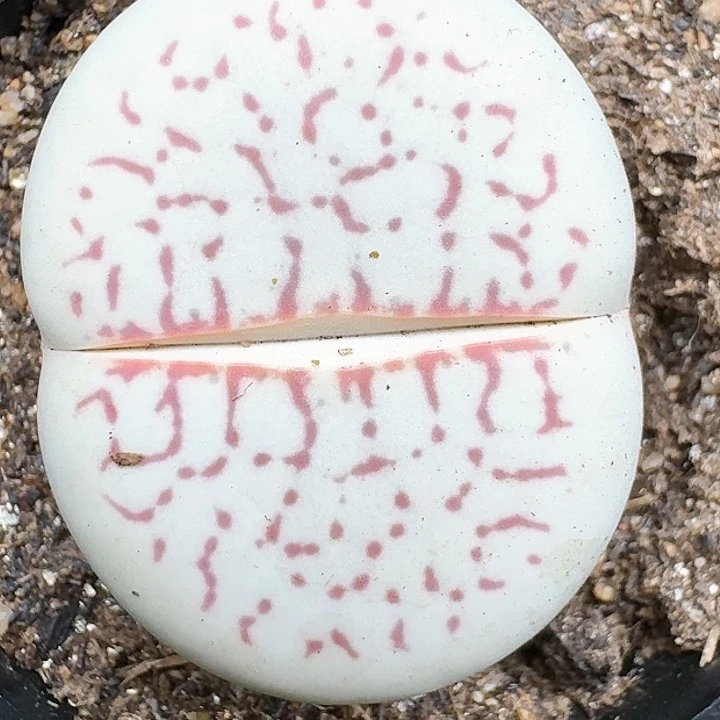 生石花111441    115
