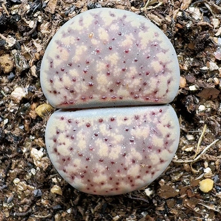 生石花12555。 158
