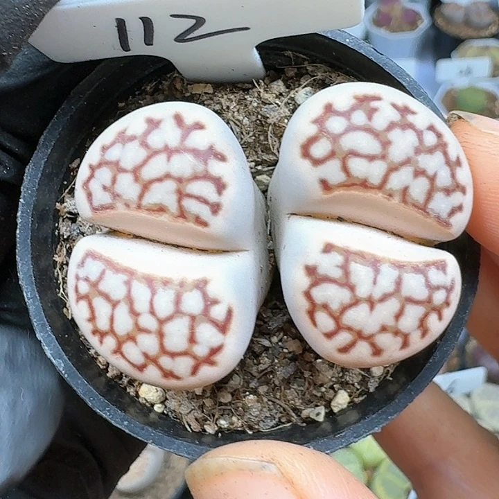 生石花11114   121