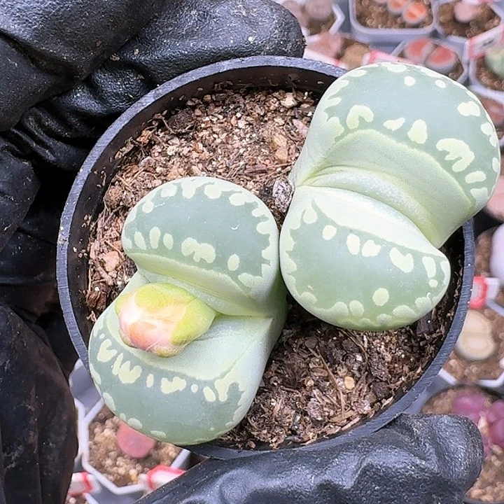 生石花11154。 221