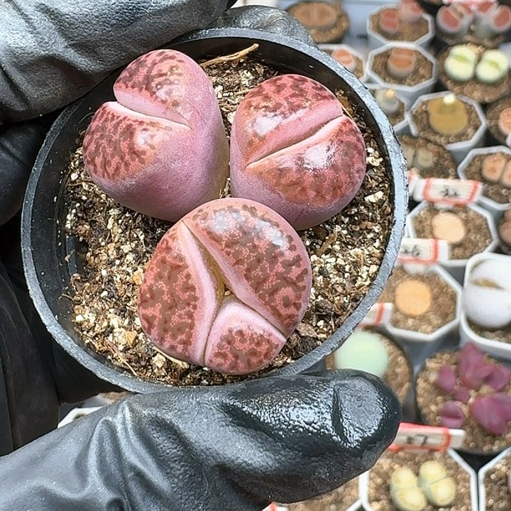 生石花12255。 329