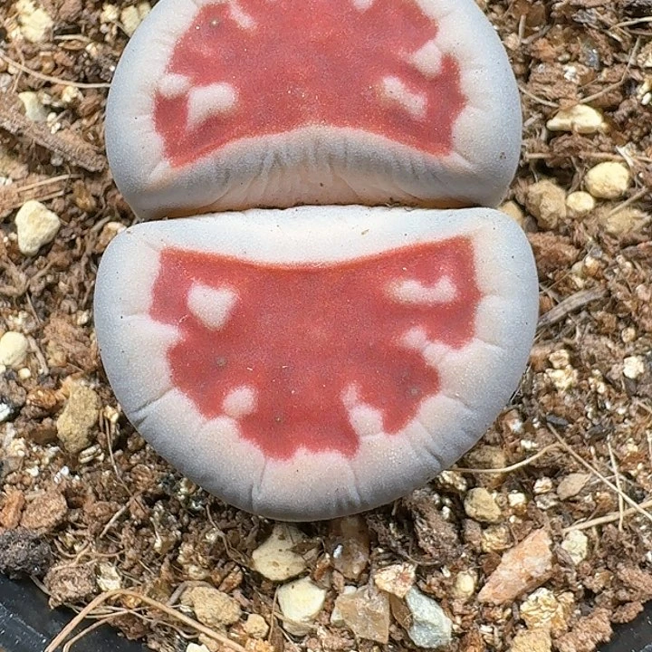 小****)生石花11111   236