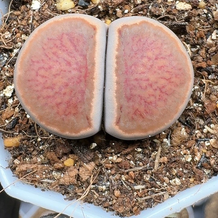 生石花111111  236