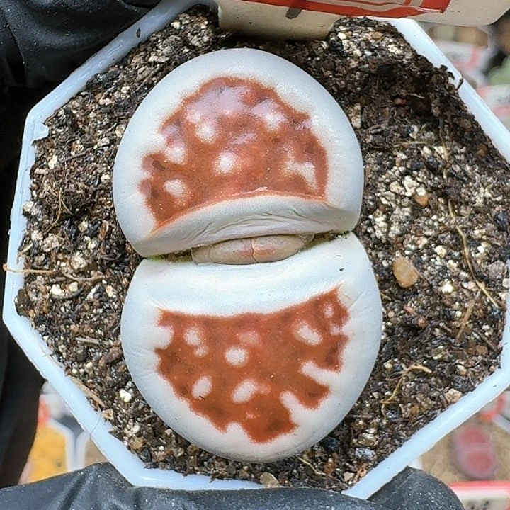 生石花1155554。  82