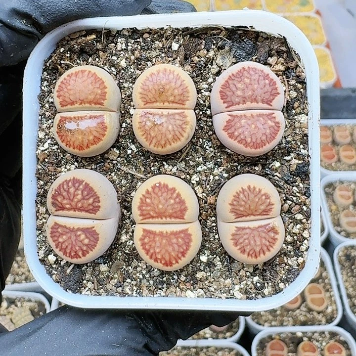 量拍223:：：：。组。  32