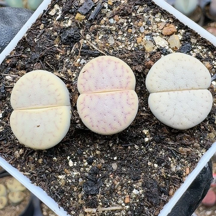 生石花111144   187