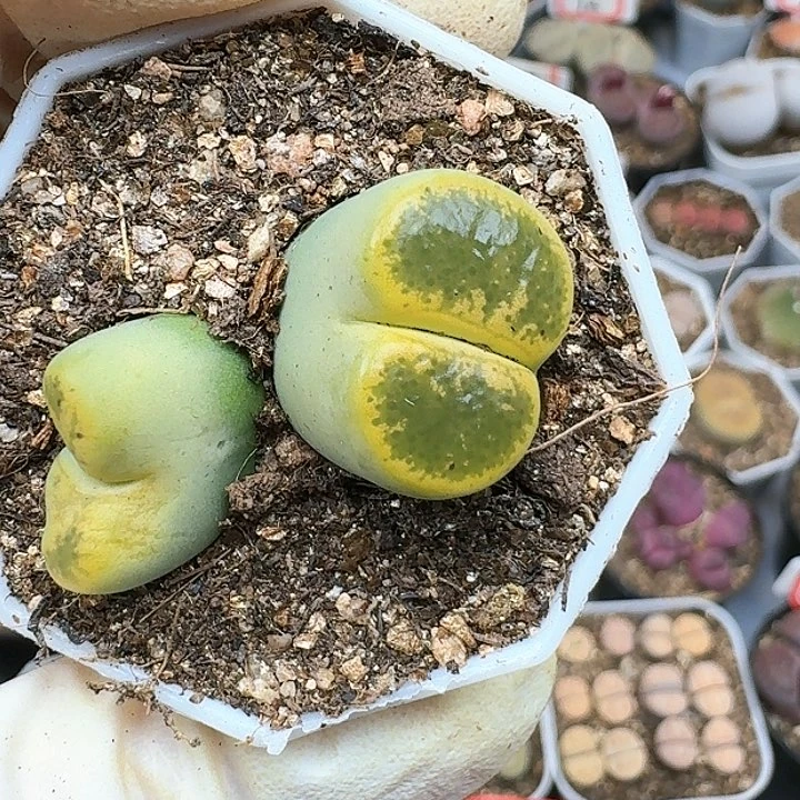 生石花122554。 266