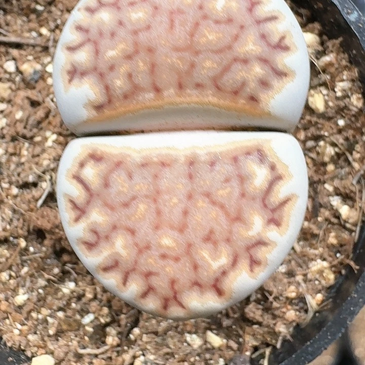 小****)生石花11111     292