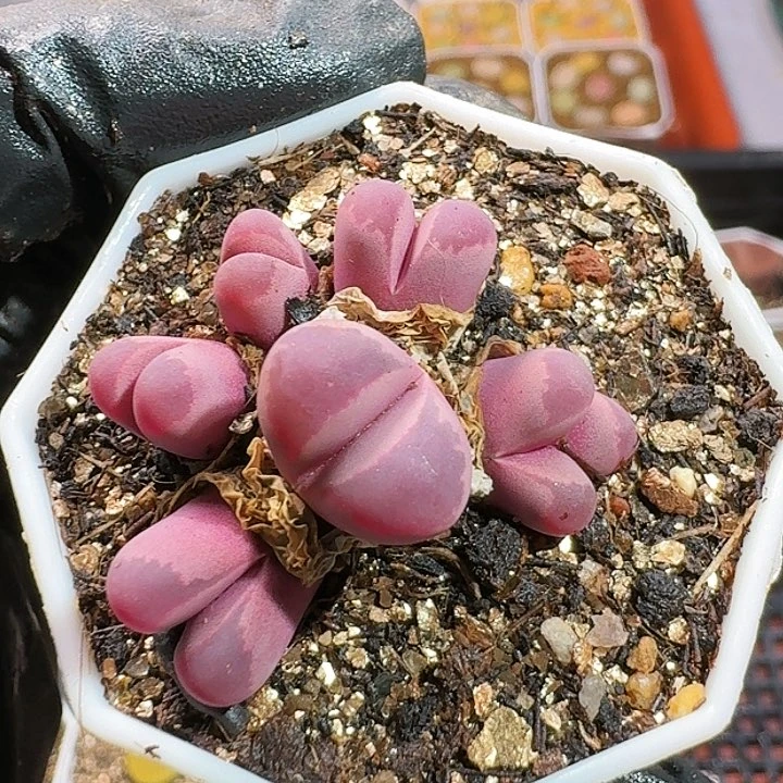 生石花2333:：。   358
