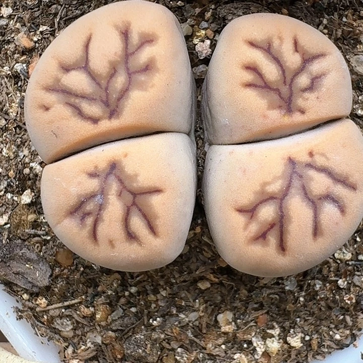 生石花1144557。  195