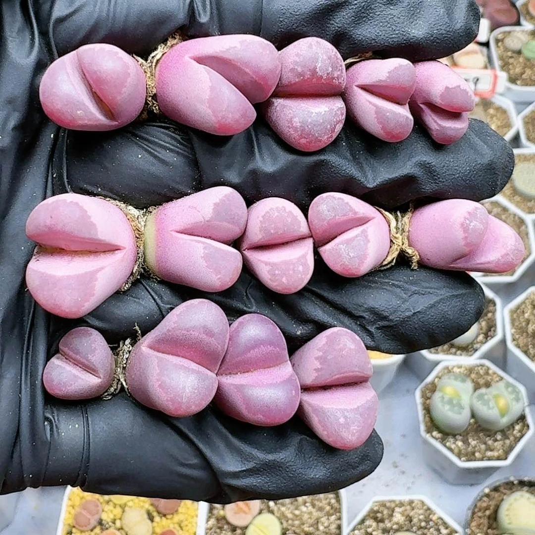 生石花112555。  39