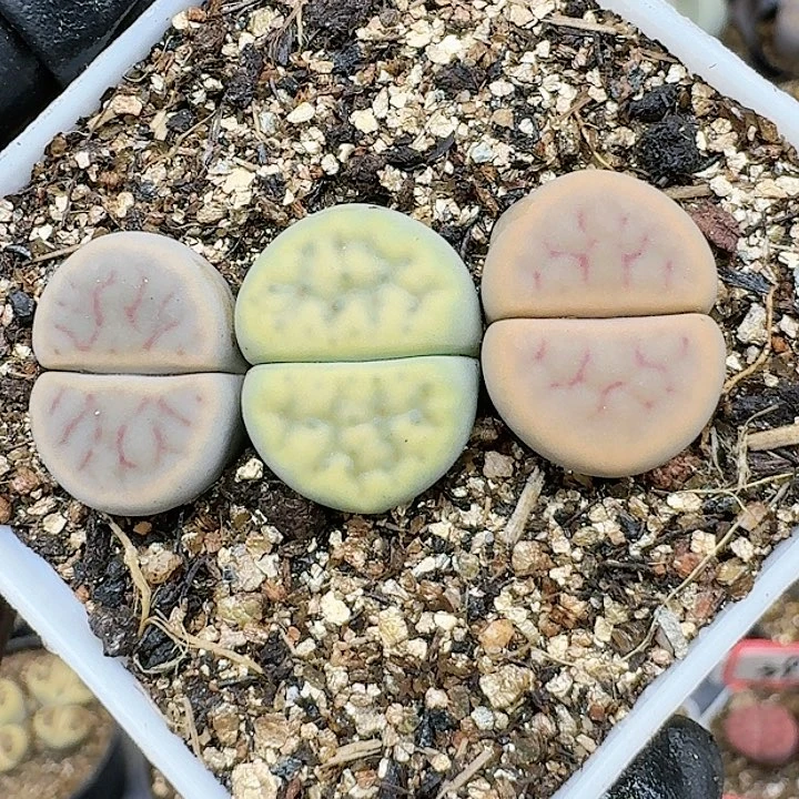 生石花1111444   206