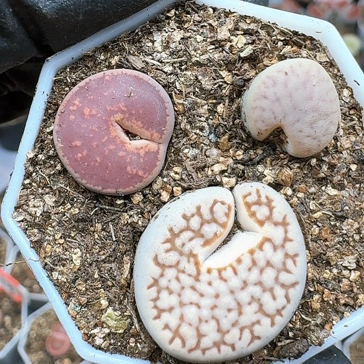 生石花11155。 177