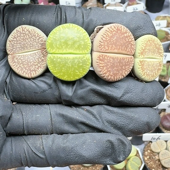 生石花111144  130