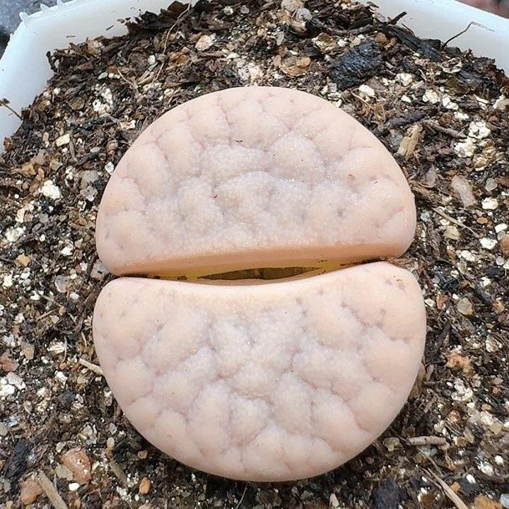 生石花11555。 178