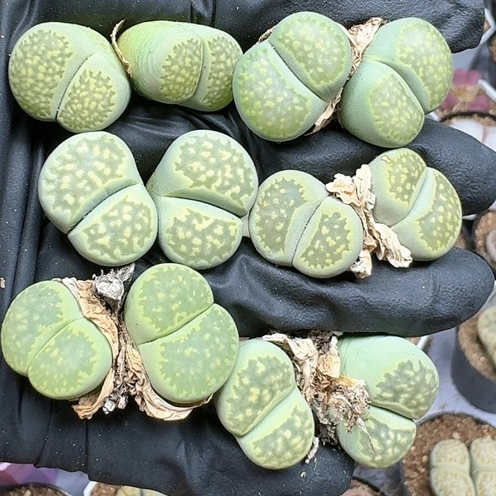 生石花111144   281