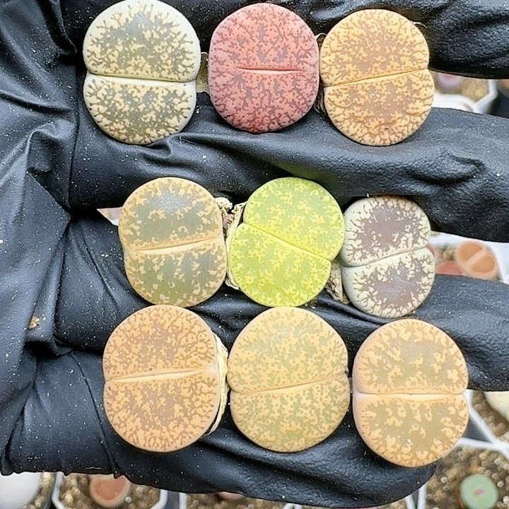 生石花111144   352