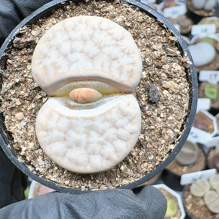 小****)生石花111124  225