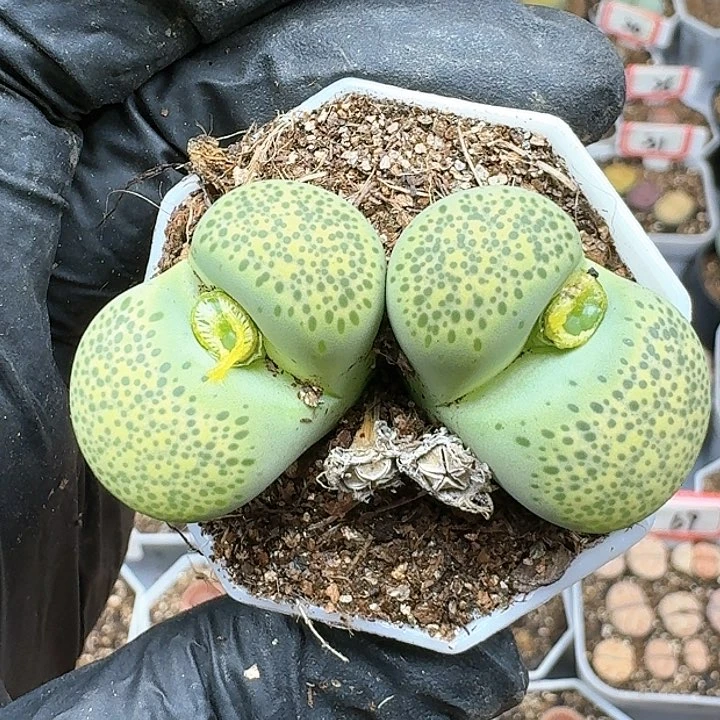 生石花125555。 176