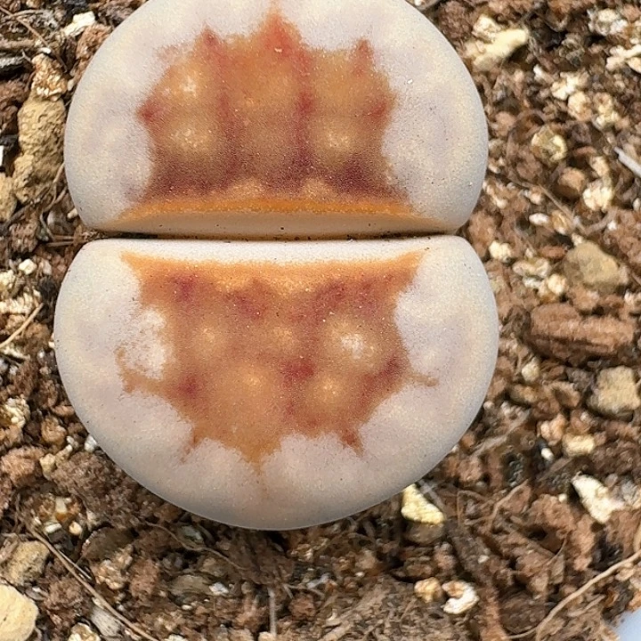 生石花111444   121