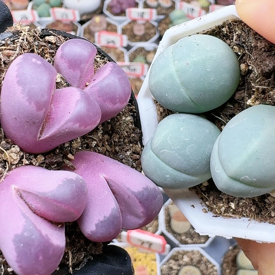 生石花1225555。  2