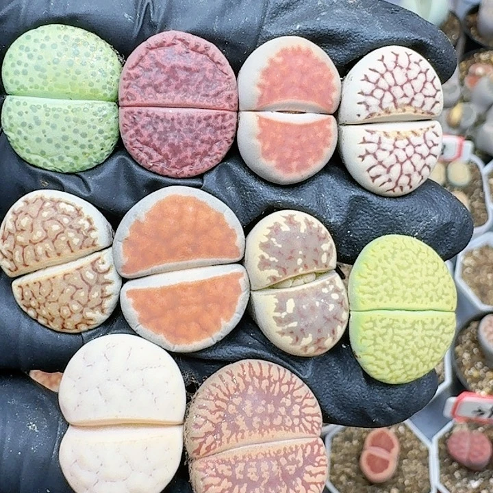 生石花1111111    196