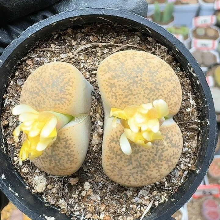 生石花111444。 312