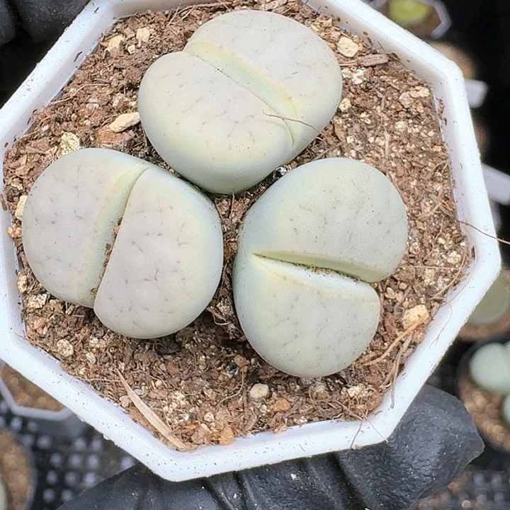 天**鱼生石花11144   198