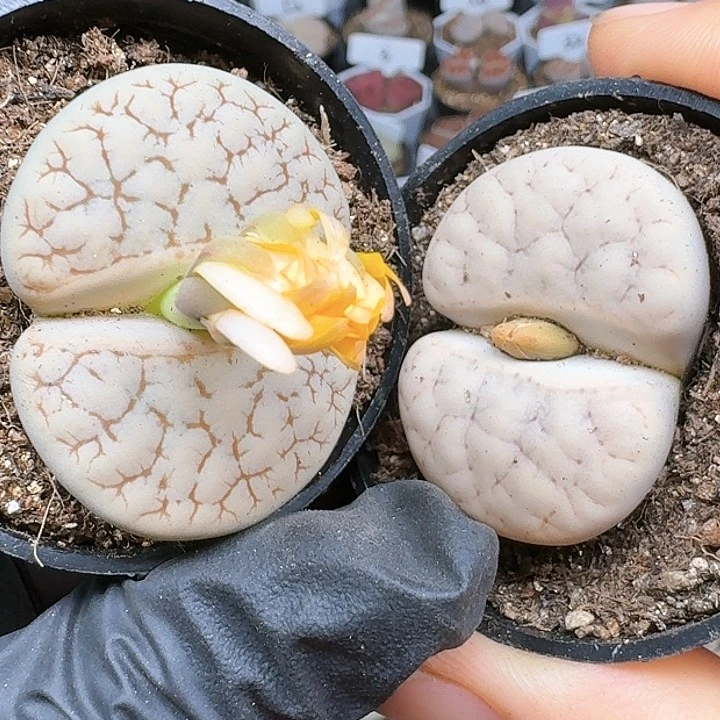 房***?生石花11111    235