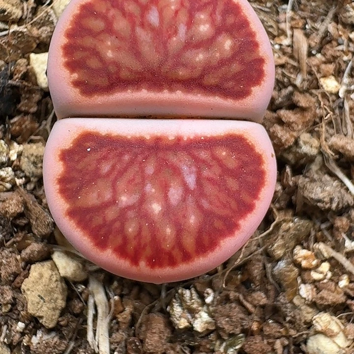 _****_生石花11144 35