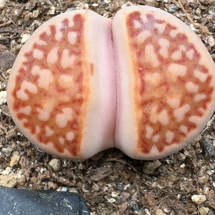 生石花1114444。  239