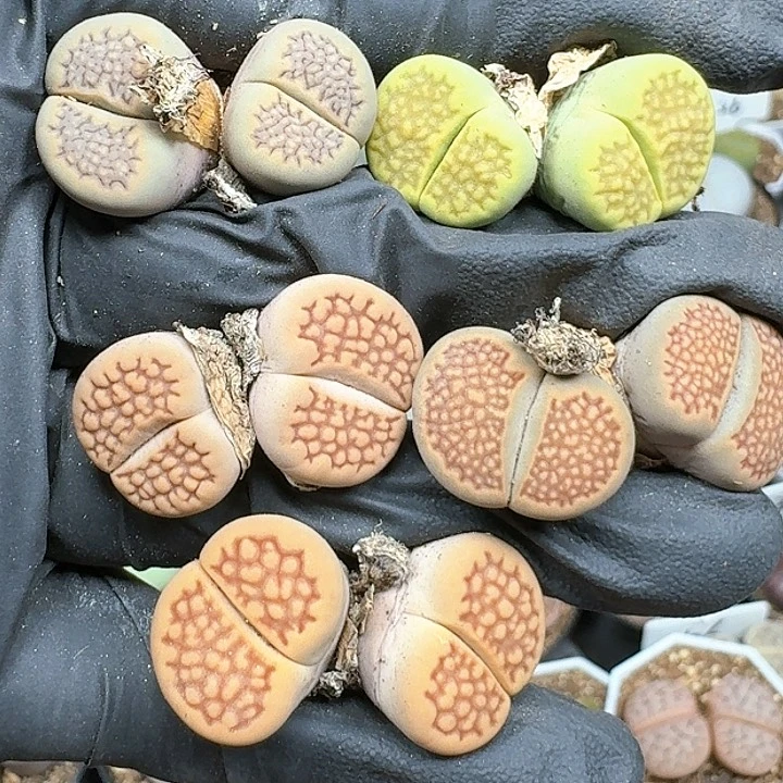 生石花1111111   253