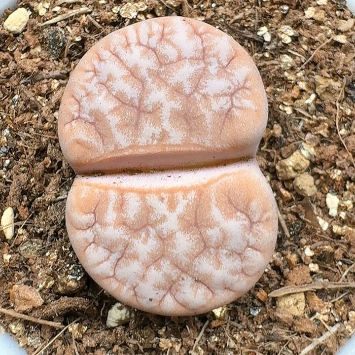 生石花111444   122