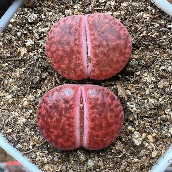 生石花1111111。    222