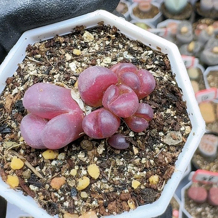 小*哥生石花11124   161号