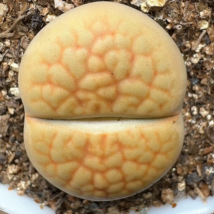 生石花1111111。     175