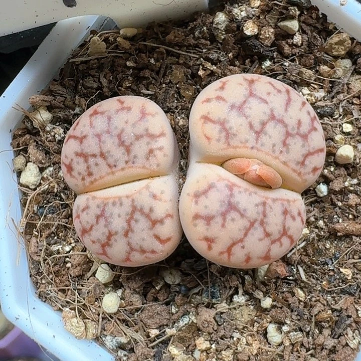 生石花1111444   271